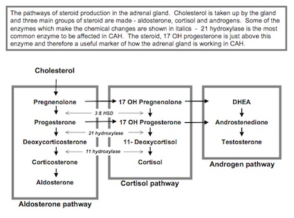 Steroidogenesis ovary